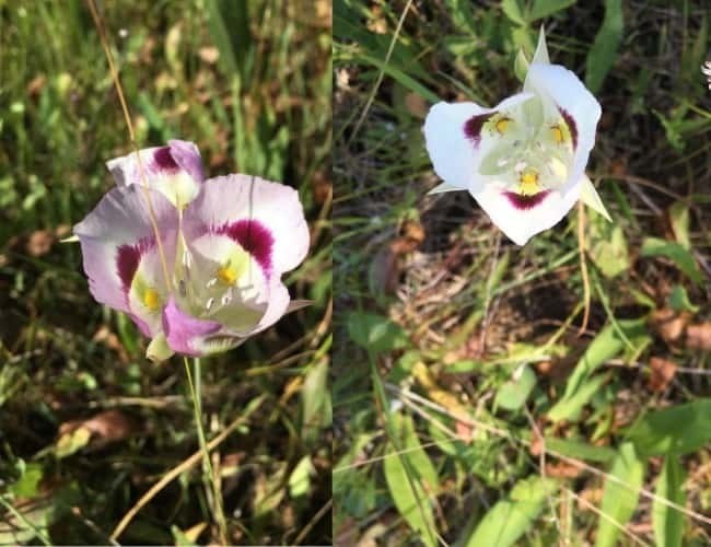 Wasatch Wildflowers Sego Lilypng